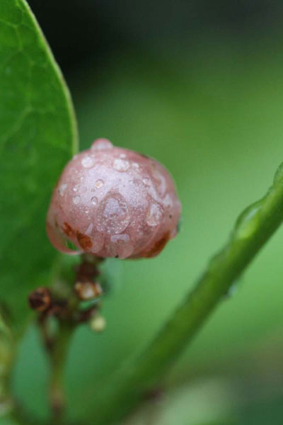 fruits pink